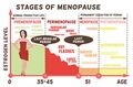 Stages-of-menopause.jpeg