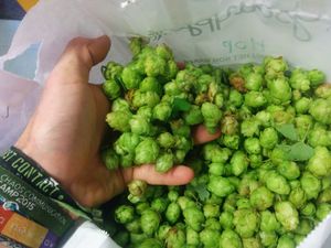 Wild hop harvest1.jpg